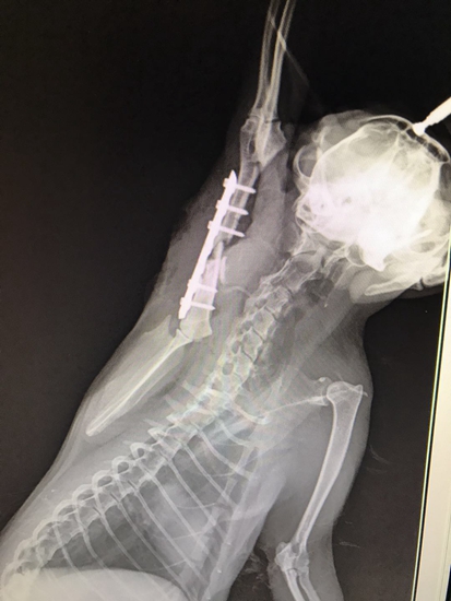 貓肱骨骨折手術內固定